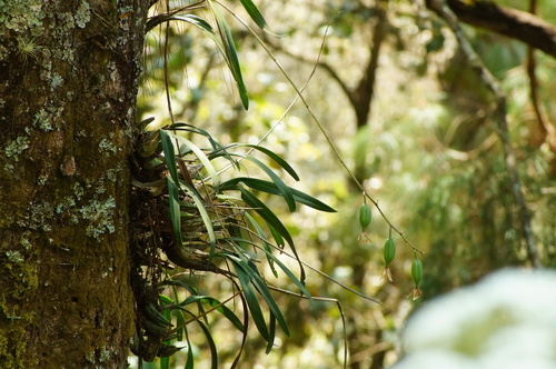 Rhynchostele maculata, photograph 5