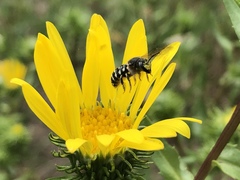 Dianthidium