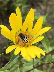 Dianthidium