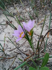 Romulea schlechteri