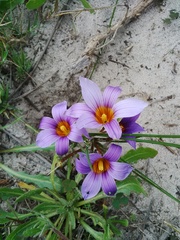 Romulea schlechteri