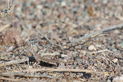 Callisaurus draconoides ventralis