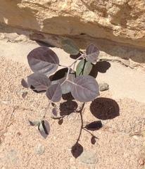 Capparis zoharyi