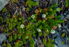 Veronica macrocalyx macrocalyx