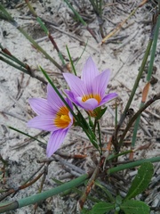 Romulea schlechteri