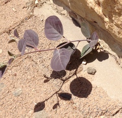 Capparis zoharyi