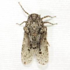 Alphina glauca