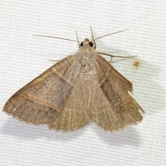 Ptichodis ovalis