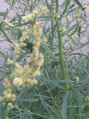 Atriplex littoralis