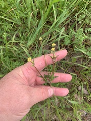 Bipinnate sanicle (Sanicula bipinnata)