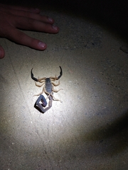 Centruroides fulvipes