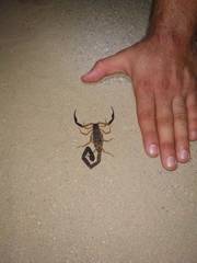 Centruroides fulvipes