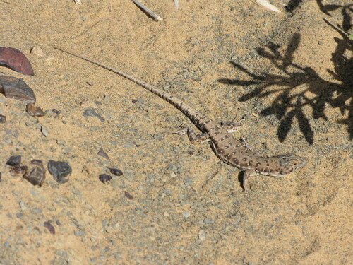 Red-spotted Lizard, Mesalina rubropunctata