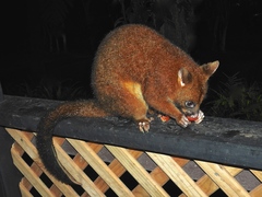 Trichosurus johnstonii