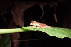 Rhacophorus margaritifer