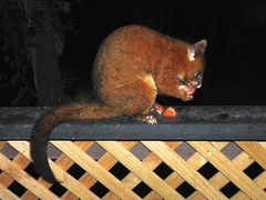 Trichosurus johnstonii