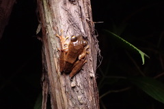 Rhacophorus margaritifer