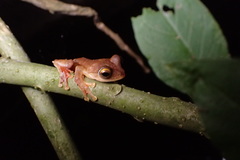 Rhacophorus margaritifer