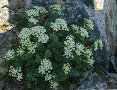 Anisotome pilifera