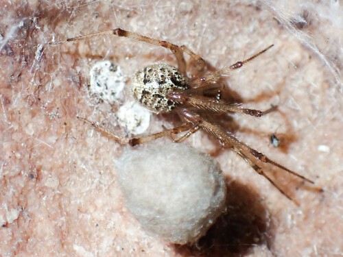 Comb-footed Spider