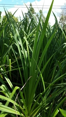 Liliopsida