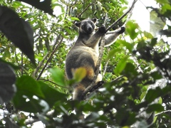 Dendrolagus lumholtzi