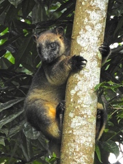 Dendrolagus lumholtzi