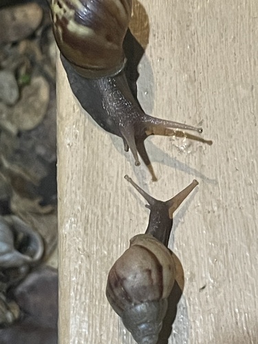 Achatina fulica observed 2023-06-13