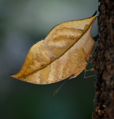 Kallima horsfieldii