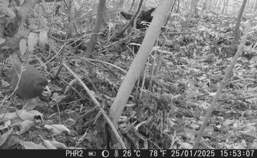 Tataupa Tinamou (Crypturellus tataupa), photo 5