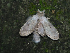 Stauropus alternus albescens