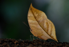 Kallima horsfieldii