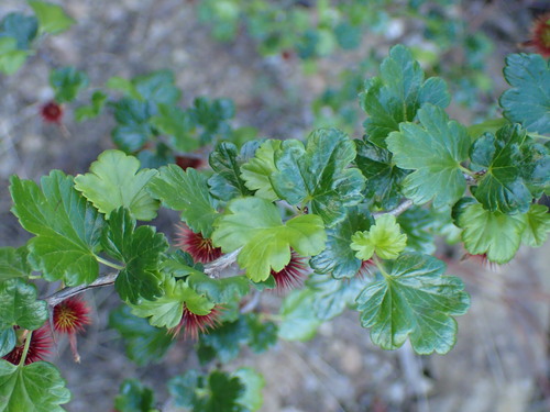 Image of Ribes californicum by (c) George Williams, some rights reserved (CC BY)