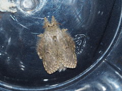 Stauropus alternus albescens