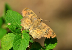Caprona ransonnettii