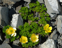 Ranunculus sericophyllus