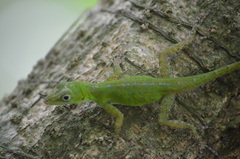 Anolis evermanni
