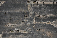 Aerodramus unicolor