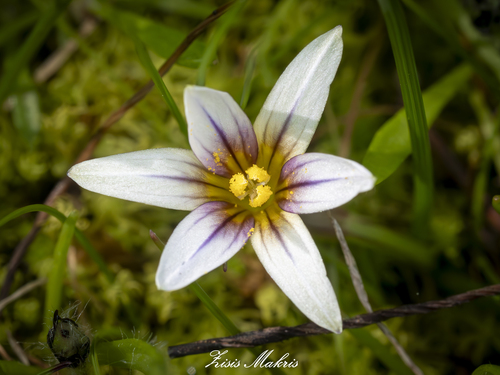 Sand Crocus