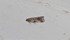 Acrobasis fallouella
