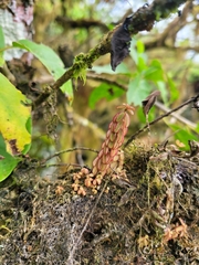 Peperomia inaequalifolia, photograph Wes Gapp, CC BY, iNaturalist via GBIF