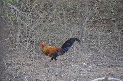 Gallus lafayettii