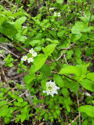 Image of Lantana peduncularis by (c) Wes Gapp, some rights reserved (CC BY)