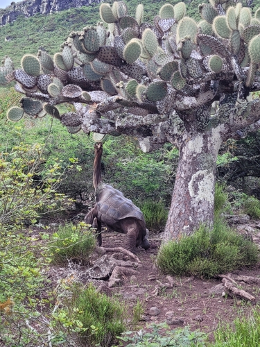 Duncan Island Giant Tortoise