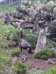 Duncan Island Giant Tortoise