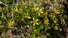Ranunculus maculatus