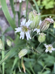 Silene douglasii