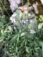 Silene douglasii