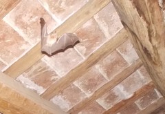 Rhinolophus hipposideros