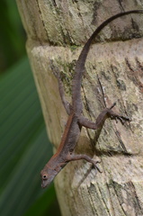 Anolis cristatellus cristatellus